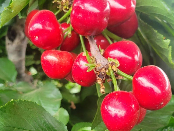 果樹苗的修剪需要注意哪些問題